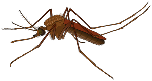2000px-Mosquito_female.svg_thumb.png